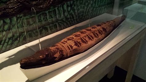 Animal Mummies at the World Museum, Liverpool – Scribe in the House of ...