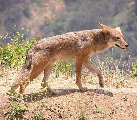 Flashcards - Chaparral Biome Animals List & Flashcards | Study.com