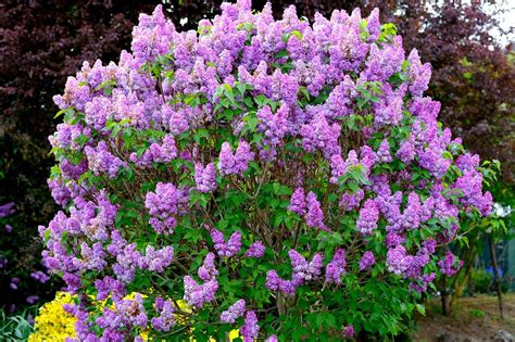 How to Grow Common Lilac Flowering Shrubs - Clean Air Gardening