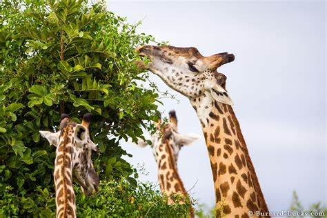 Giraffe Eating - Burrard-Lucas Photography