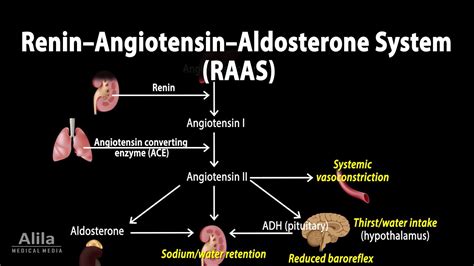 How Is Renin Related To Angiotensin Production And Ultimately ...