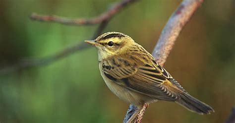 Sedge Warbler Bird Facts (Acrocephalus schoenobaenus) | Birdfact