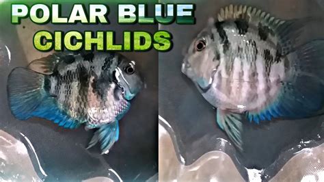 HOW TO BREED POLAR BLUE PARROT CICHLID | EASY & SIMPLE SETUP - YouTube