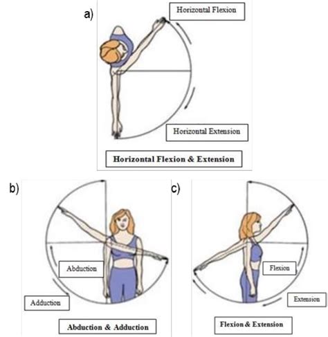 Shoulder Horizontal Abduction Muscles