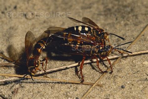 Photograph | Cicada Killer Wasps | Science Source Images