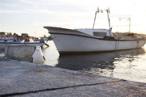 Seagull sitting at the pier. | Free Photo - rawpixel