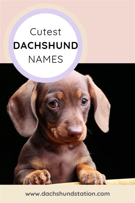 Best Dachshund Names Of 2024 *NEW* - Dachshund Station | Dog names ...