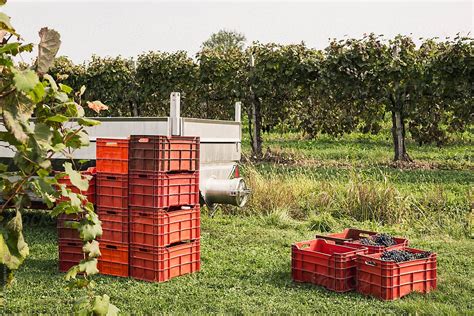 "Harvesting Grapes In The Vineyard" by Stocksy Contributor "Mauro ...