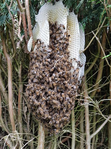 Bee & Bees Nest Removal in Stoke on Trent, Staffordshire & Cheshire