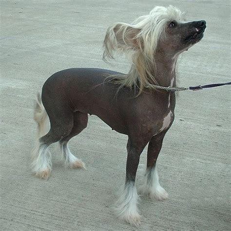 File:Chinese Crested Dog 600.jpg - Wikipedia, the free encyclopedia