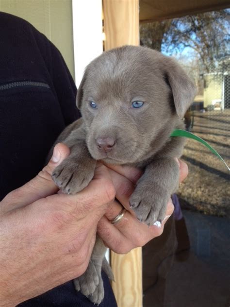 Silver Lab Retriever Puppies for Sale | Silver and Charcoal Kennels