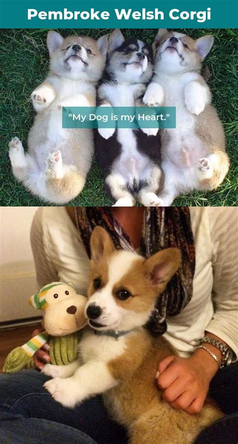 #pembrokewelshcorgipup corgi funny #corgigram | Corgi funny, Pembroke ...