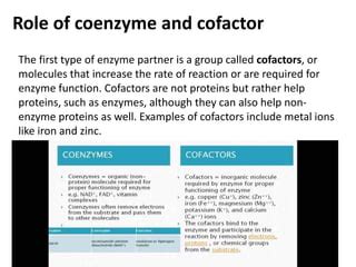 Enzyme cofactors | PPT