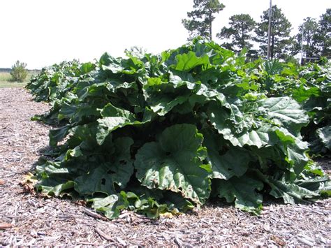 Rhubarb Varieties – High Altitude Rhubarb – Organic Farm & Nursery