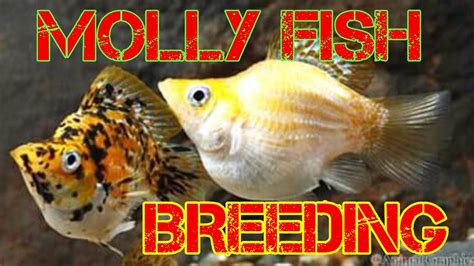 MOLLY FISH BREEDING |මොලී මසුන් නිවරදිව අභිජනනය කරමු.. - YouTube