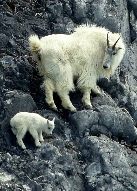 An Ode to the Magnificent Feet of Mountain Goats | Gizmodo UK