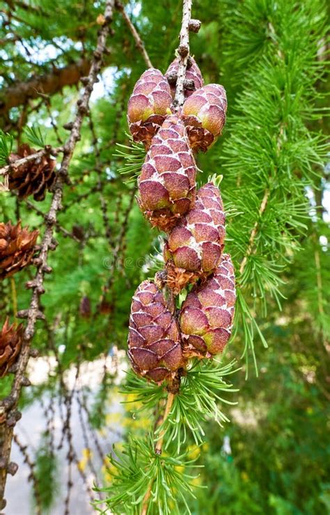 Nice Cones among Green Needles of Evergreen Tree Branch Stock Image ...