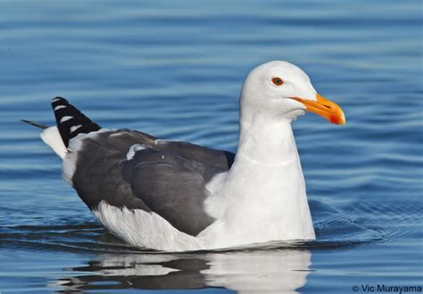 Western Gull | BirdPhotos.com