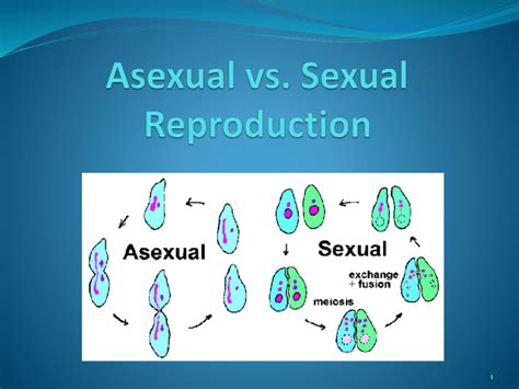 Asexual vs Sexual Reproduction PowerPoint