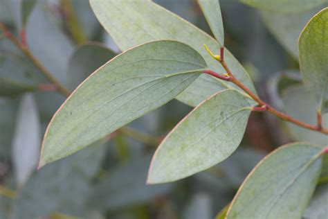 Eucalyptus Plant Uses and Growing Techniques