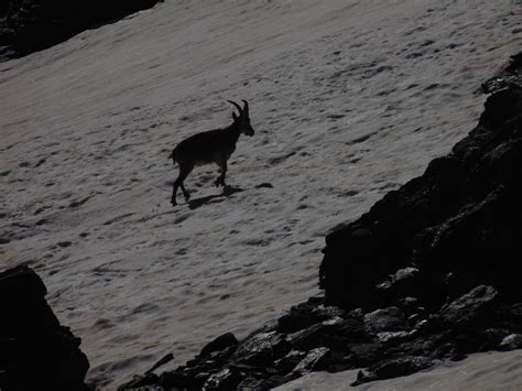 The wildlife of Sierra Nevada | Erasmus blog Granada, Spain