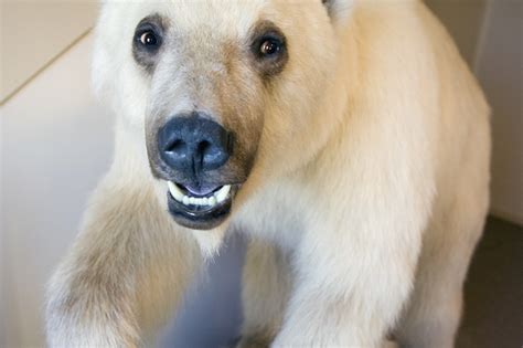 Rare Grizzlypolar Bear Hybrid Shot Dead In Canada Photos