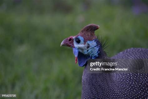 371 Guinea Fowl Colors Stock Photos, High-Res Pictures, and Images ...