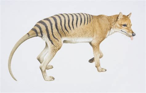 Tasmanian Tiger Sightings: Most Recent Thylacine Sightings : r ...