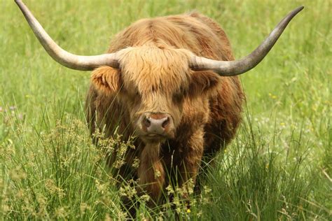 Highland Cattle | The Life of Animals