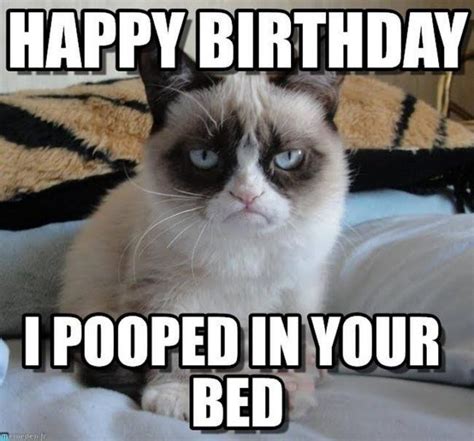 101 Funny Cat Birthday Memes for the Feline Lovers in Your Life