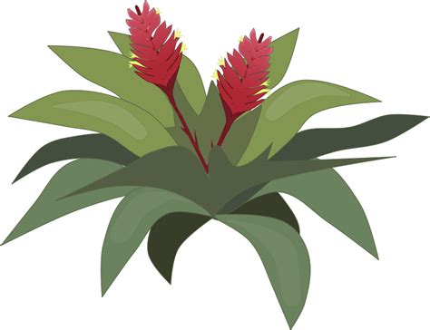 Tropical vegetation clipart - Clipground