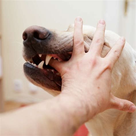 Healing time of Dog Bite or Injury Archives - Dog Sploot