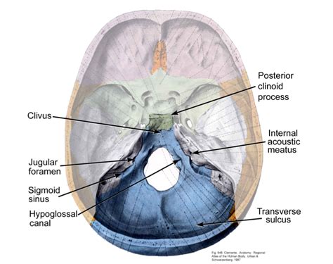 Posterior Cranial Fossa