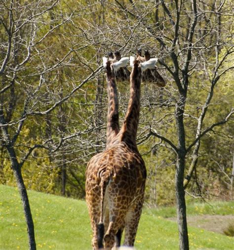 Two headed giraffe in the Toronto zoo | Bizarre photos, Perfectly timed ...