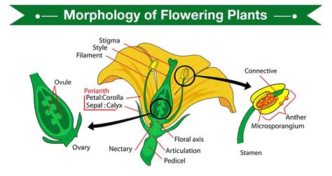 Morphology Of Flowering Plants - Root System and Shoot System