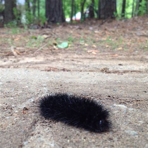 Our very own two-inch long fuzzy caterpillar. | Fuzzy caterpillar ...