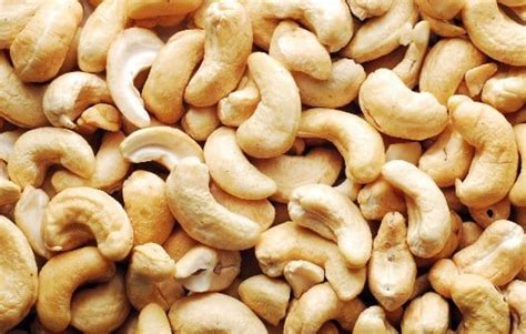 Cashew Nut Farming Project Report, Cost and Profit | Agri Farming