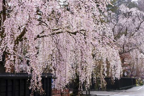 Weeping Cherry Trees: Top 10 List of Cascading Faves