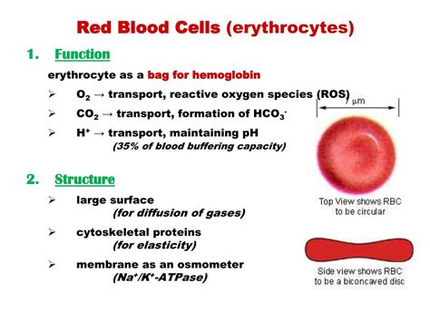 Chemical Makeup Of Red Blood Cells - Mugeek Vidalondon