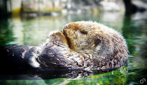 Sleeping Sea Otter - FOODOBYTE