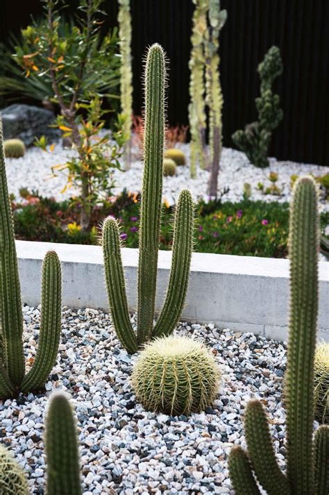 Cacti And Succulents, Planting Succulents, Cactus Plants, Indoor Cactus ...