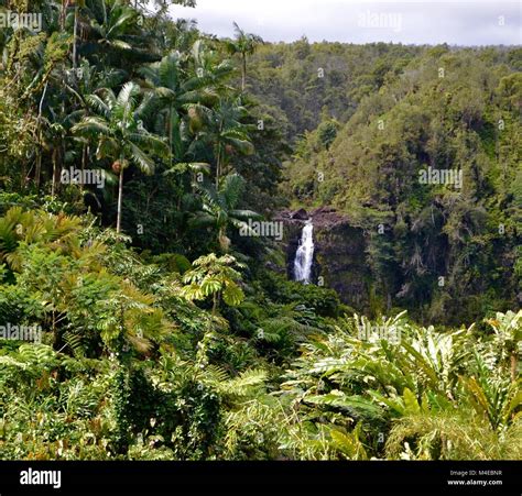 Akaka Falls, Big Island, Hawaii Stock Photo - Alamy