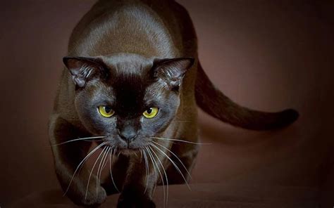 Burmese cat breed description, characteristics, appearance, history ...