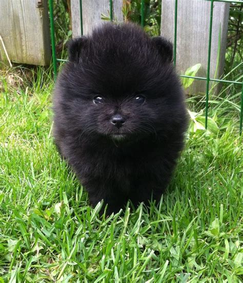 Black Pomeranian - Everything You Need To Know - Animal Corner