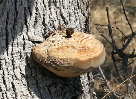 Fungus on an oak tree | Fungus on an oak tree. Maybe Shelf, … | Flickr