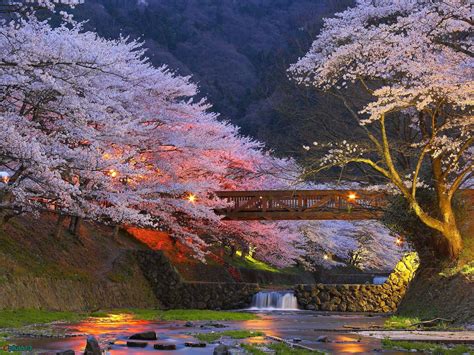 Kyoto Cherry Blossom Desktop Wallpapers - Top Free Kyoto Cherry Blossom ...