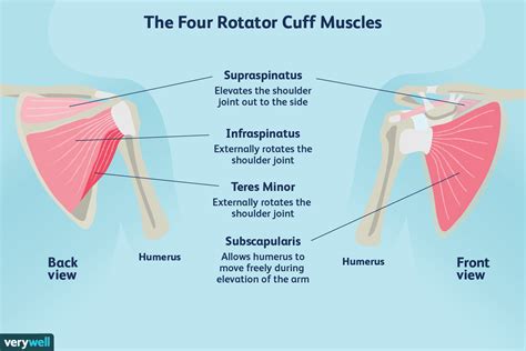 SHOULDERS: PART 1- WHAT'S THE SCOOP? — The Body Works Clinic