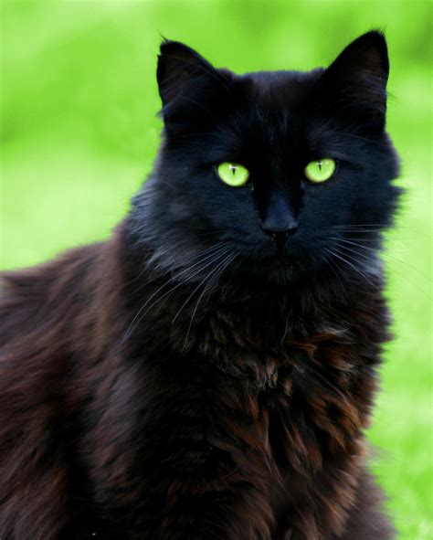 Pin by Susan Davis on Black Cats | Fluffy black cat, Pretty cats, Black ...