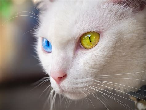 The most popular—and expensive—exotic cat breeds in the world