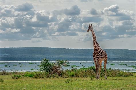 Lake Albert, Africa - WorldAtlas